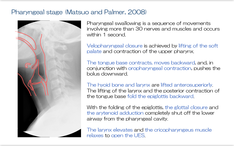 5.Swallowing Models: The Four-Stage Model and Process Model